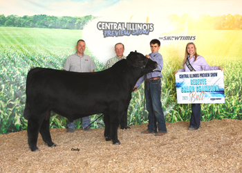 Reserve Grand Champion Bull