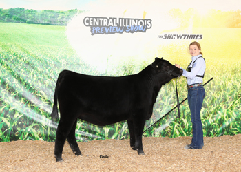 Reserve Senior Heifer Calf Champion
