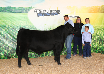 Reserve Junior Champion Bull