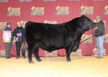 Senior Champion Bull