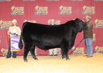 Grand Champion Bull