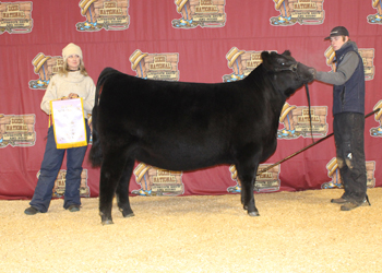 Reserve Junior Champion Heifer