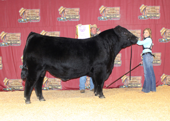 Reserve Junior Champion Bull