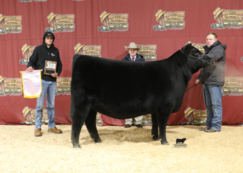 Reserve Grand Champion Female