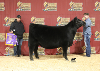 Intermediate Champion Heifer