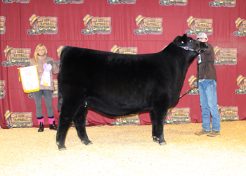 Reserve Intermediate Champion Heifer