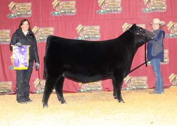 Senior Heifer Calf Champion