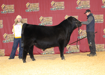 Reserve Junior Bull Calf Champion