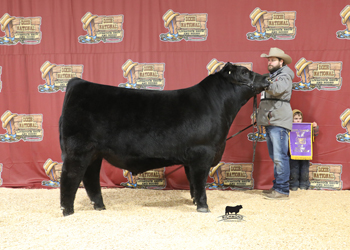 Senior Bull Calf Champion