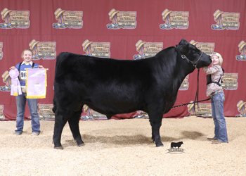 Reserve Senior Bull Calf Champion