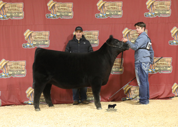 Reserve Early Junior Heifer Calf Champion