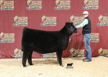 Reserve Late Junior Heifer Calf Champion