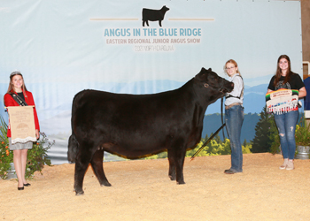 Bred-and-owned Reserve Senior Champion Female