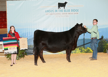 Owned Reserve Early Junior Champion Heifer