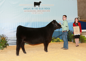 Owned Late Junior Champion Heifer