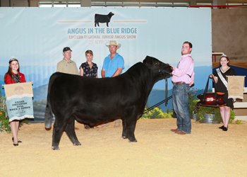 Grand Champion Bred-and-owned Bull