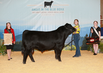Bred-and-owned Intermediate Champion Bull