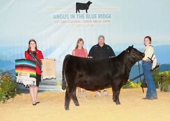 Owned Reserve Intermediate Champion Heifer