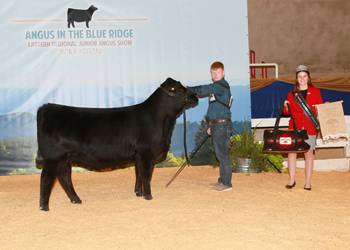 Bred-and-owned Intermediate Champion Heifer