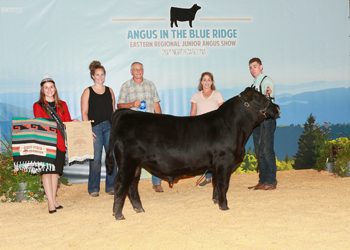Bred-and-owned Reserve Senior Bull Calf Champion