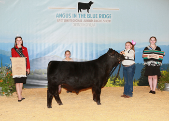 Bred-and-owned Reserve Intermediate Champion Bull
