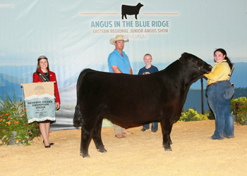 Reserve Grand Champion Steer