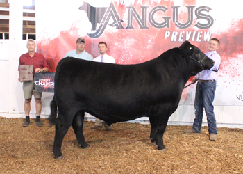 Grand Champion Bred-and-owned Bull