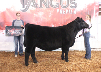 Bred-and-owned Reserve Senior Heifer Calf Champion