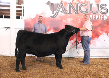 Champion Futurity Heifer