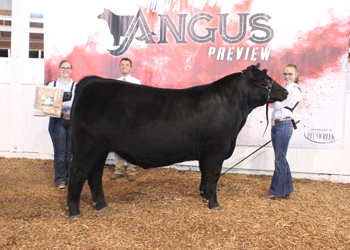 Reserve Grand Champion Steer