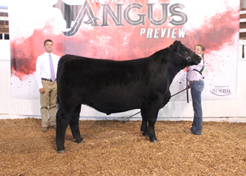 Grand Champion Bred-and-owned Steer