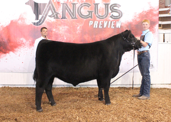 Reserve Grand Champion Bred-and-owned Steer