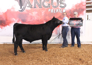Bred-and-owned Senior Bull Calf Champion