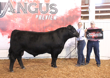 Bred-and-owned Intermediate Champion Bull