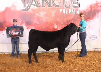 Bred-and-owned Reserve Junior Bull Calf Champion