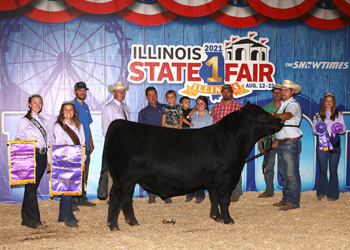 Grand Champion Bull