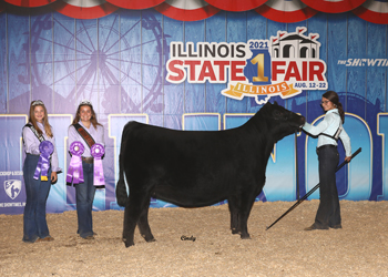Early Junior Champion Heifer