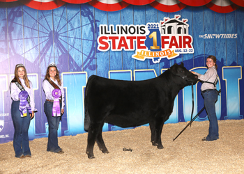 Intermediate Champion Heifer
