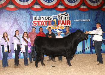 Reserve Junior Champion Bull