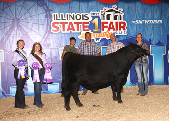 Intermediate Champion Bull