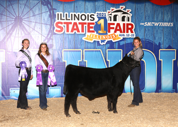 Junior Bull Calf Champion