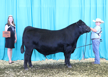 Bred-and-owned Reserve Junior Champion Bull
