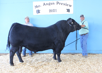 Reserve Senior Champion Bull