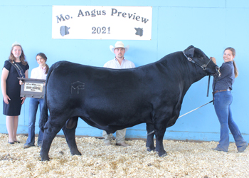 Grand Champion Bull