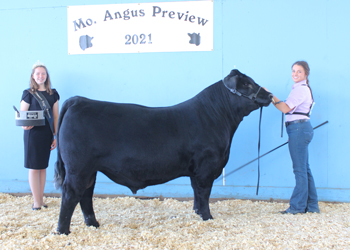 Reserve Junior Champion Bull