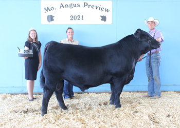 Junior Champion Bull
