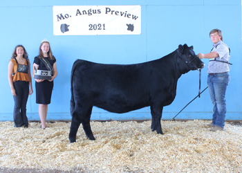 Late Junior Champion Heifer