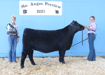 Reserve Late Junior Champion Heifer