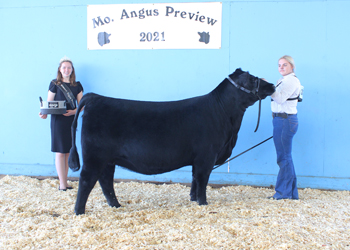 Early Junior Champion Heifer