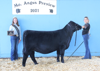 Reserve Intermediate Champion Heifer